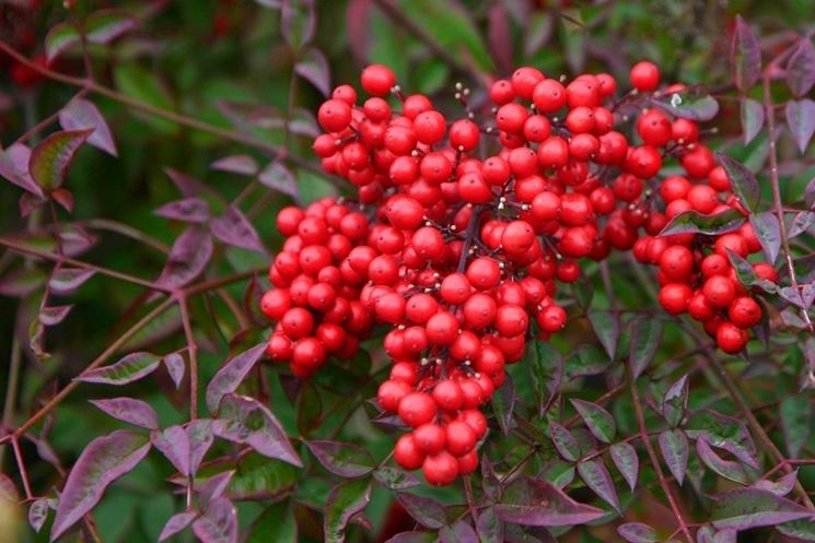 Frutti nandina domestica