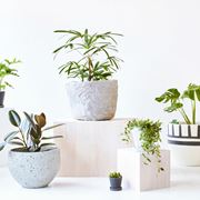 piante in vaso
