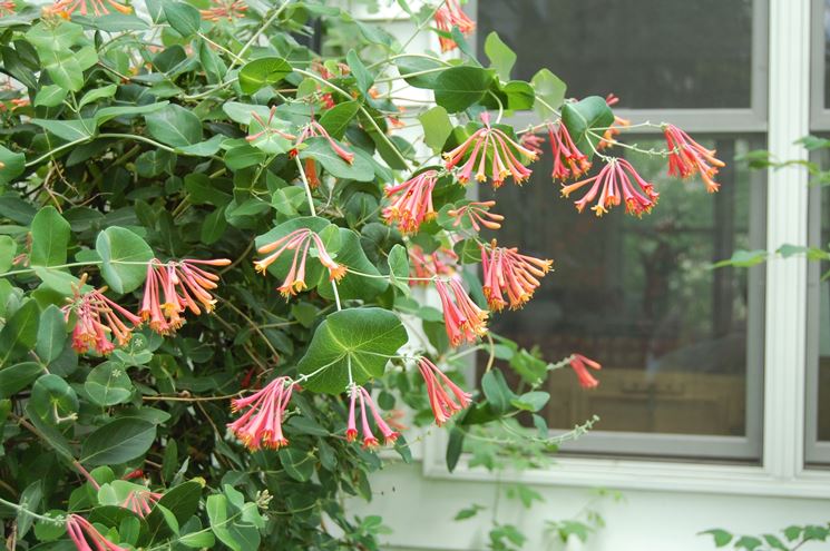 Caprifoglio rampicante