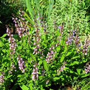 Salvia fiore