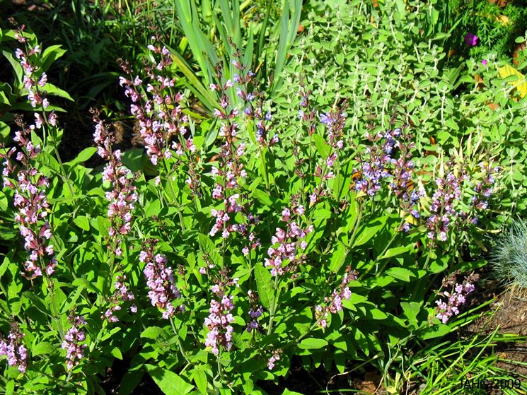 Salvia fiore