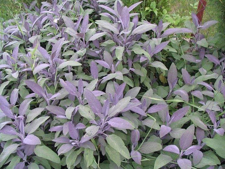 Arbusti salvia officinalis