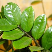 Foglie di zamioculcas