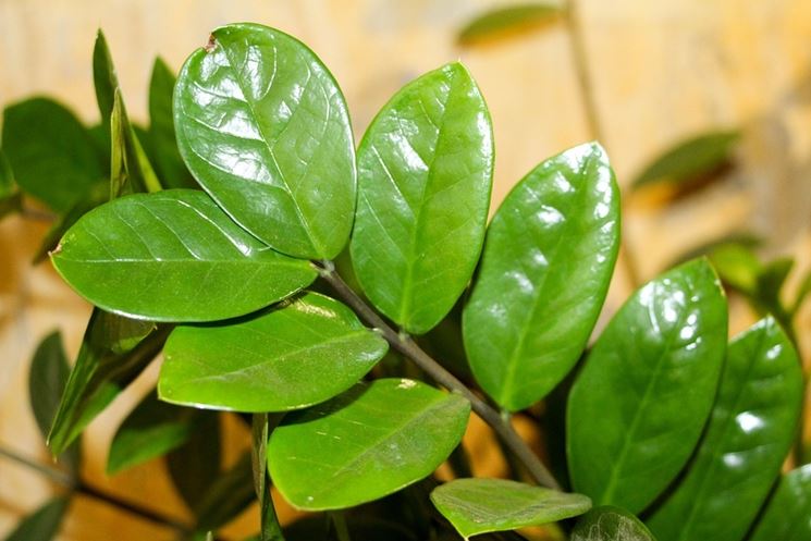 Foglie di zamioculcas