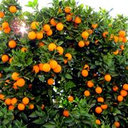 Coltivare arance