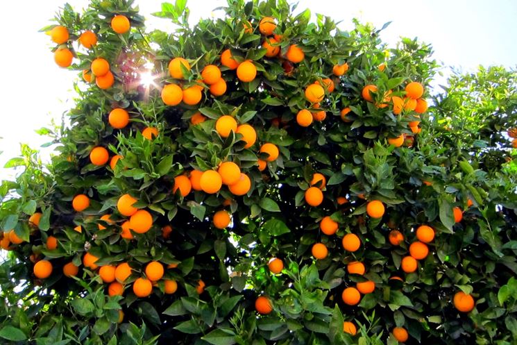 Coltivare arance