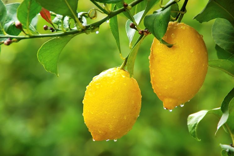 Coltivazione limoni