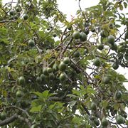 Pianta di avocado con frutti