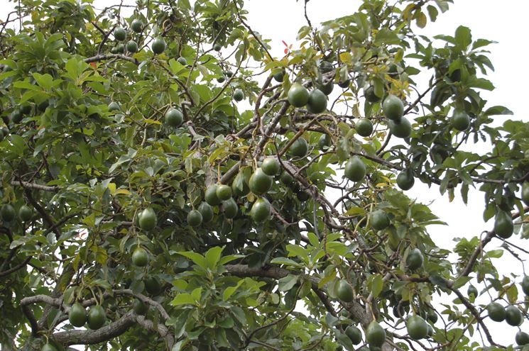 Pianta di avocado con frutti