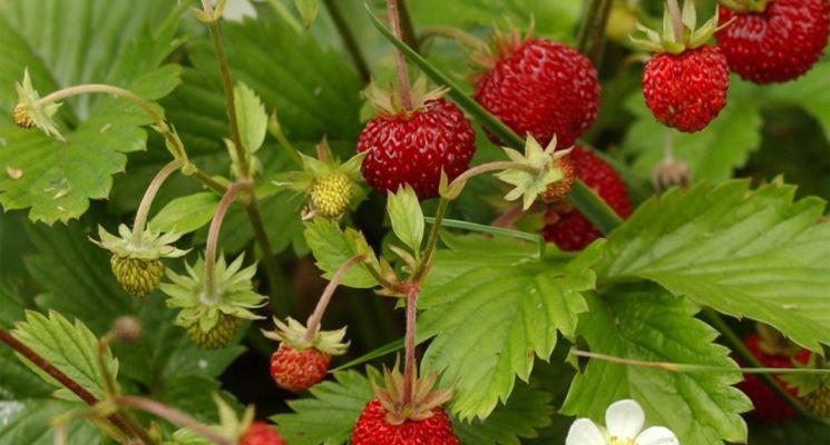 Fragoline di bosco