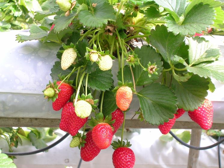 Piante di fragole in vaso