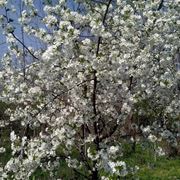 Albero di ciliegio in fiore