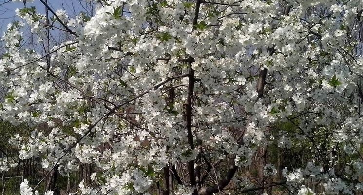 Albero di ciliegio in fiore