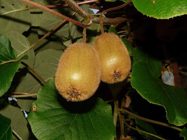 Kiwi ancora da raccogliere