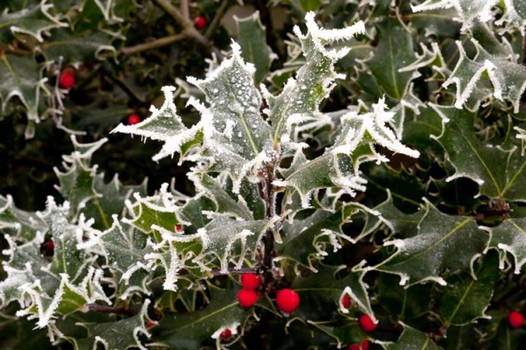 agrifoglio in inverno