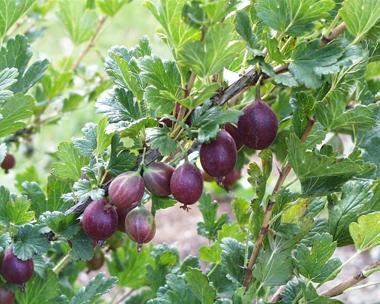 Esempio di alberi da frutto