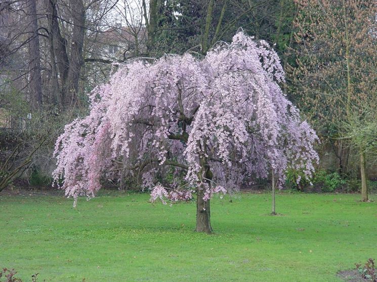 Albero di susino in fiore