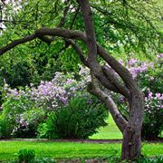 Giardino con alberi