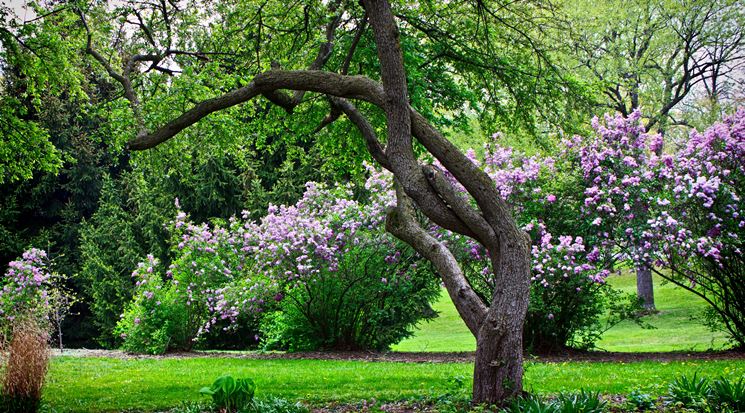 Giardino con alberi