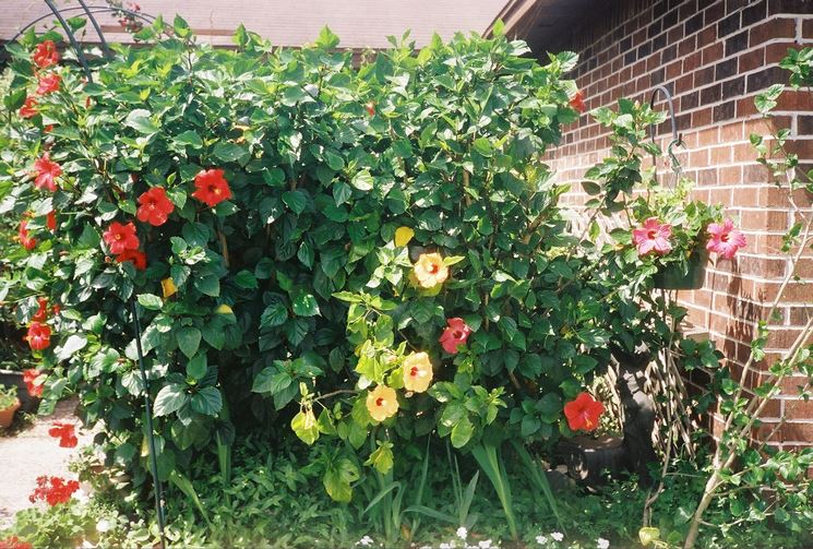 Hibiscus in giardino