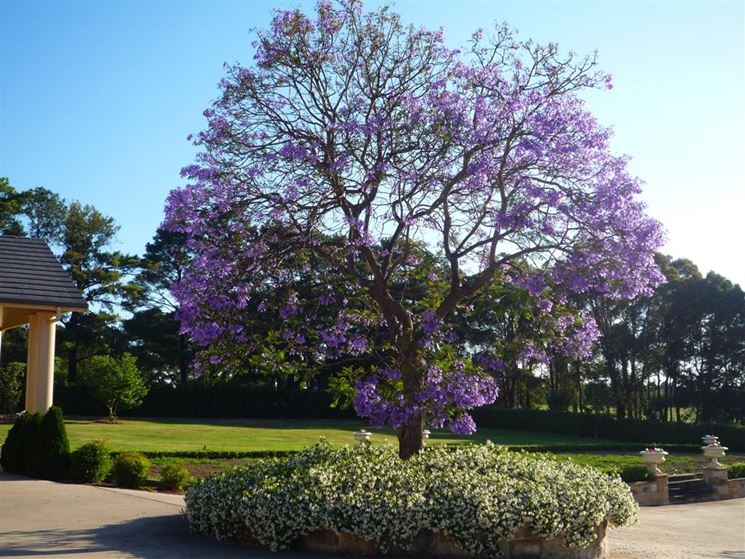 Jacaranta fiorita