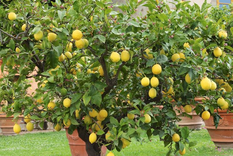 Giardino con alberi di limoni