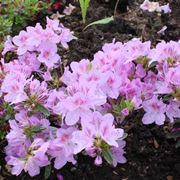 Azalea