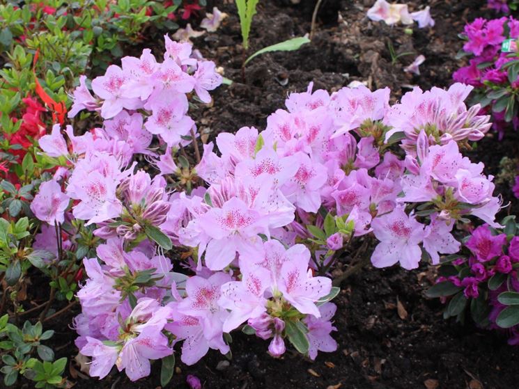 Azalea