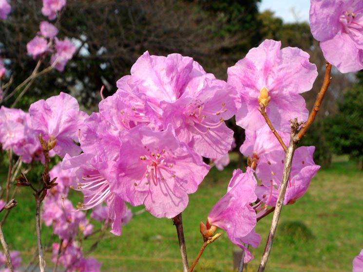 Fiori di Azalea