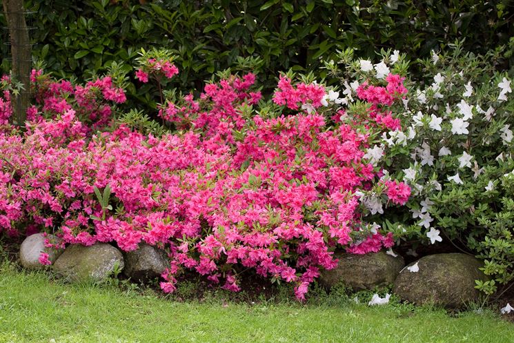 Azalea in fiore