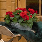 Begonia tuberosa