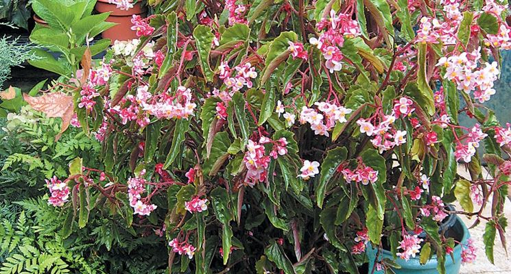 Begonia Hardy