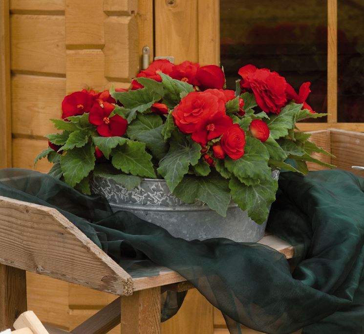 Begonia tuberosa