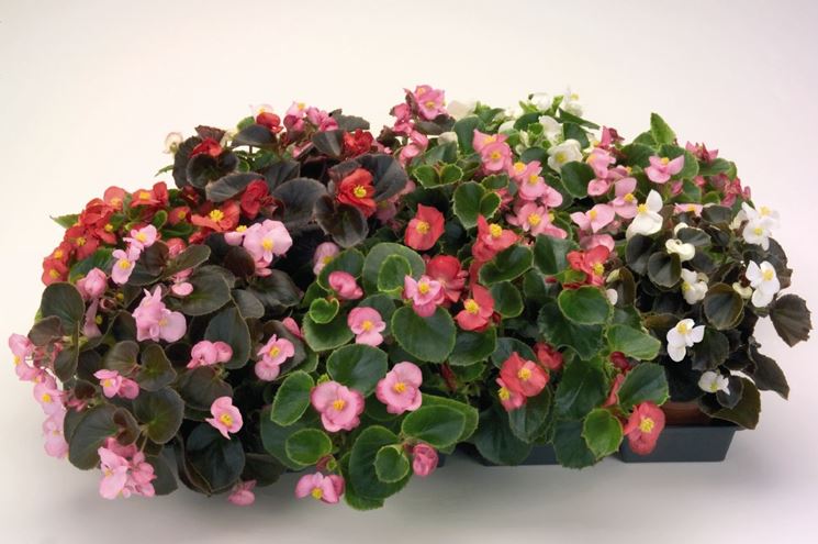 Begonia Semperflorens