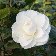 Camelia fiori