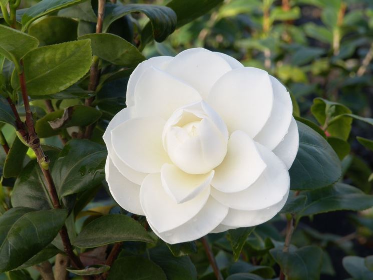 Camelia fiori