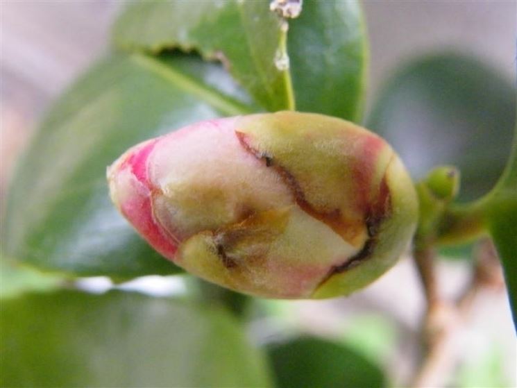 Bocciolo camelia