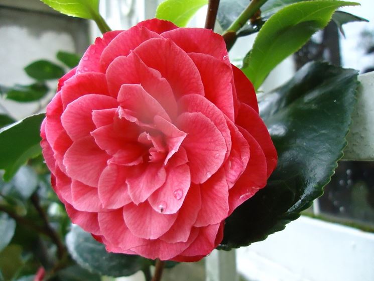 Infiorescenza doppia di Camelia