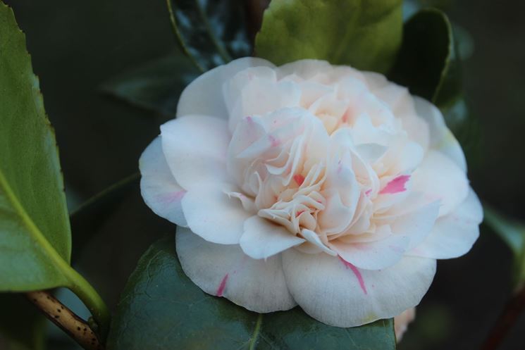 Fiore bianco di Camelia