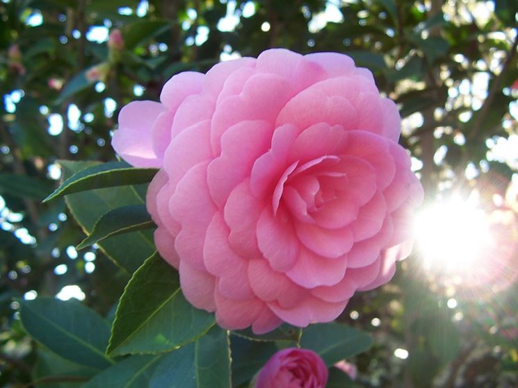 Fiore camelia