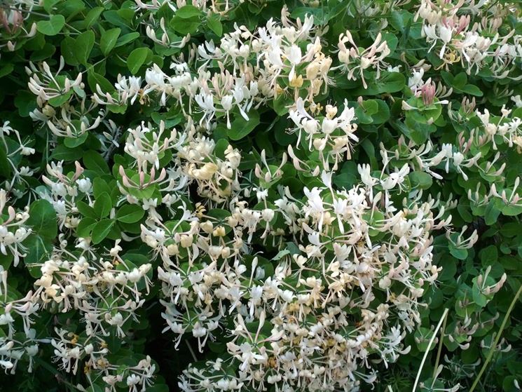 Il Caprifoglio rampicante nel giardino