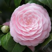 Camelia fiore