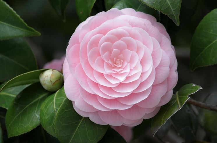 Camelia fiore