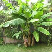 Il banano in un angolo del giardino