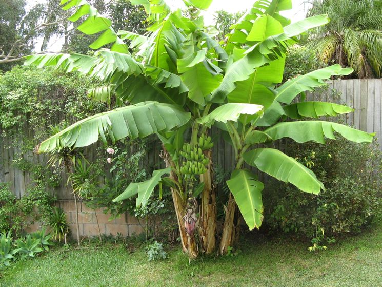 Il banano in un angolo del giardino