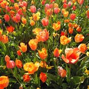 tulipani fioriti