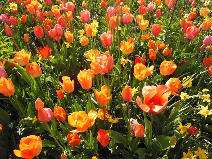 tulipani fioriti
