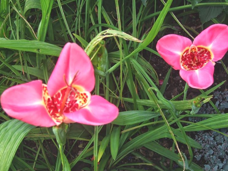 tigridia pavonia