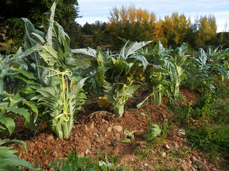 Campo di cardi