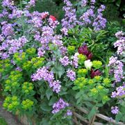 Fiori da giardino perenni